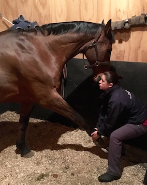 Helen treating a horse